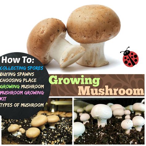 how to grow mushrooms from mushrooms|Growing Mushrooms from Stems (Solved.